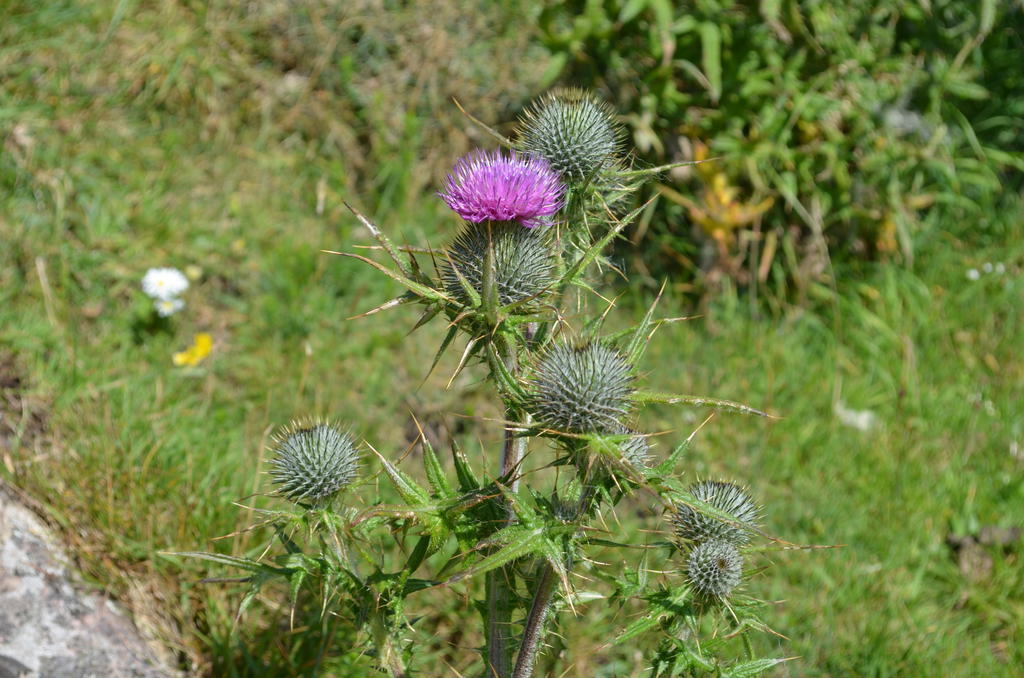 Highland Holiday House Βίλα Durness Εξωτερικό φωτογραφία
